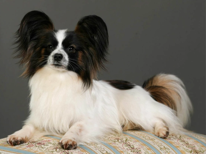 Perros Papillon en venta