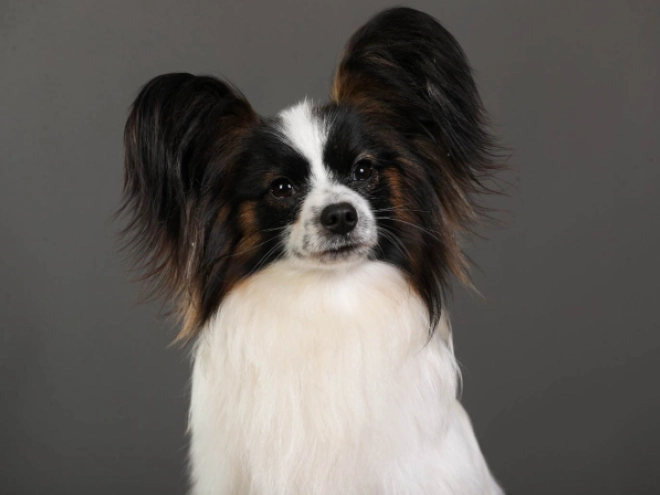 Perros Papillon en venta