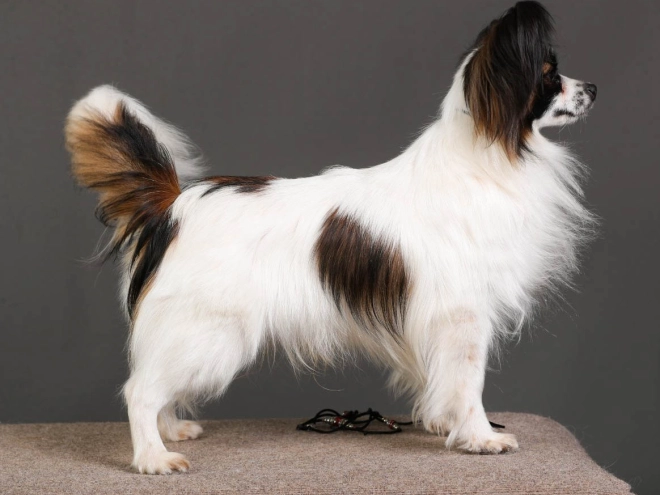Perros Papillon en venta