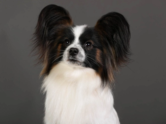 Perros Papillon en venta