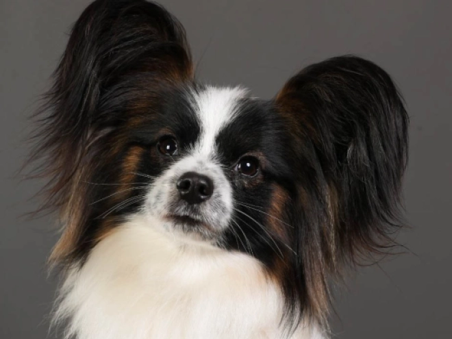 Perros Papillon en venta