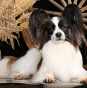 Papillon Welpe kaufen