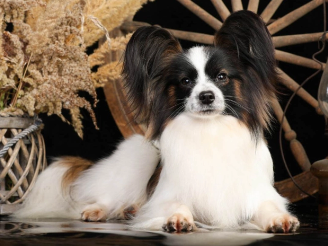 Perros Papillon en venta