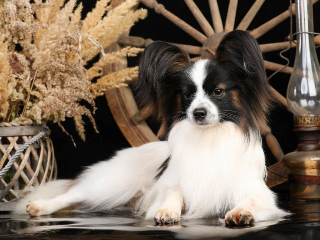 Perros Papillon en venta
