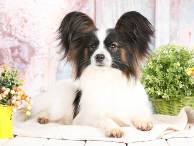 Perros Papillon en venta