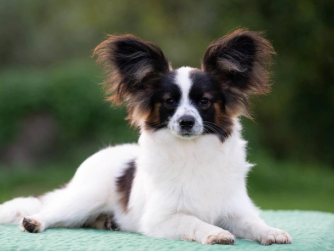 Perros Papillon en venta