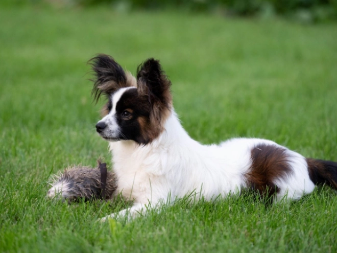 Perros Papillon en venta