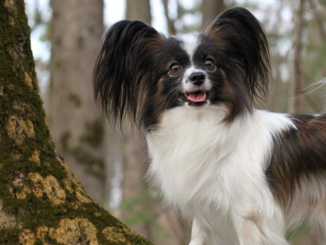 Perros Papillon en venta
