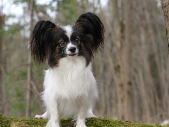 Perros Papillon en venta