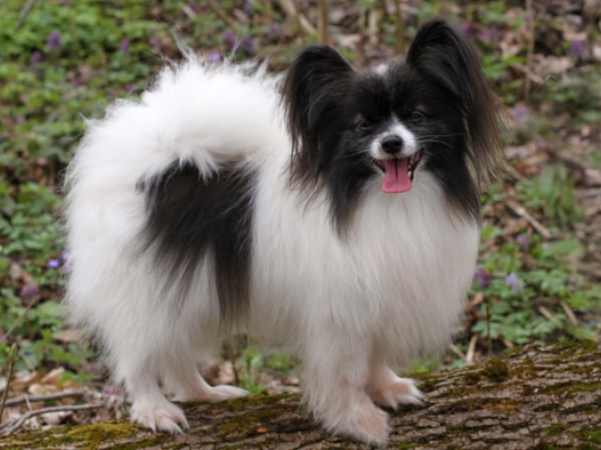 Papillon puppy for sale