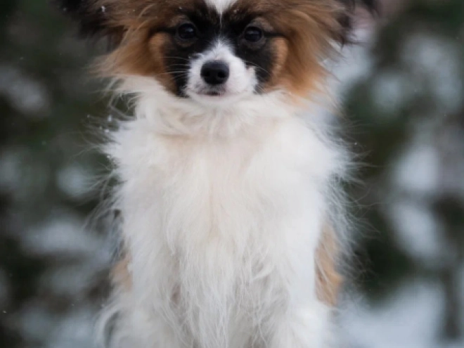 Perros Papillon en venta