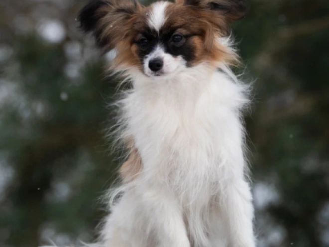 Perros Papillon en venta