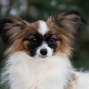 Papillon puppy for sale