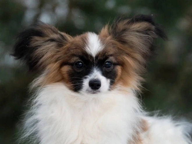 Perros Papillon en venta