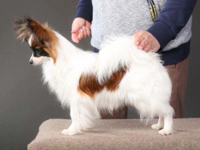 Perros Papillon en venta