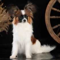 Nadshel, golden and white Papillon for sale