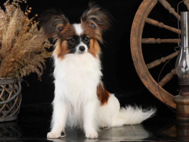 Perros Papillon en venta