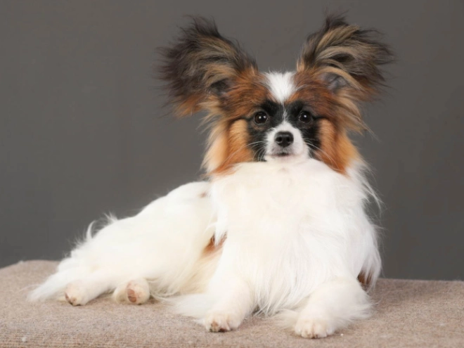 Perros Papillon en venta