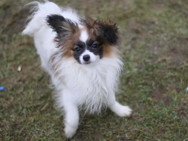 Perros Papillon en venta