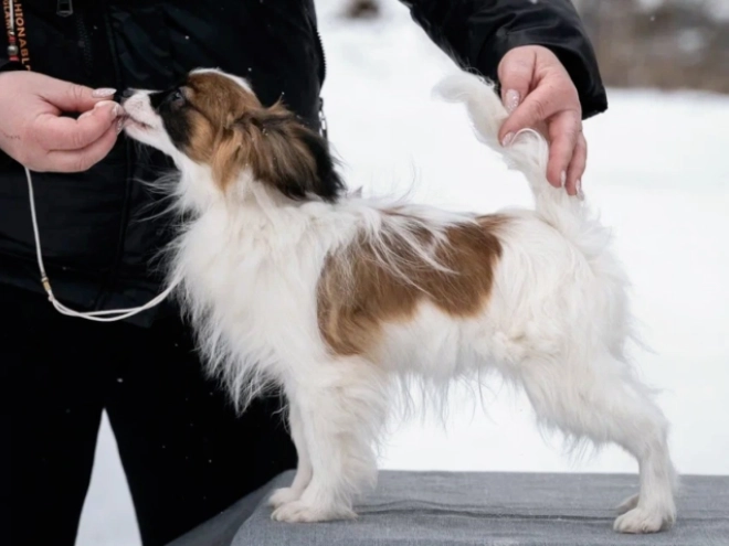Perros Papillon en venta