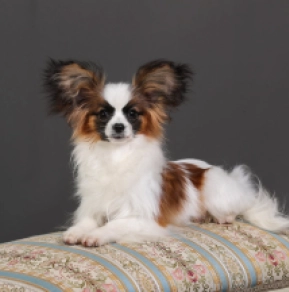 Papillon puppy for sale