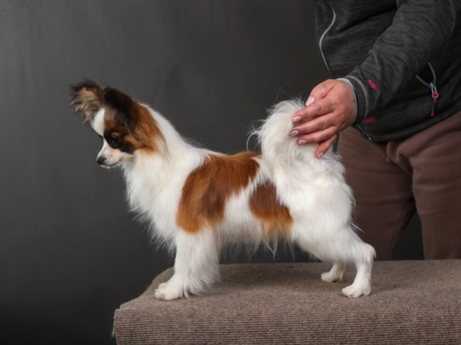Papillon puppy for sale