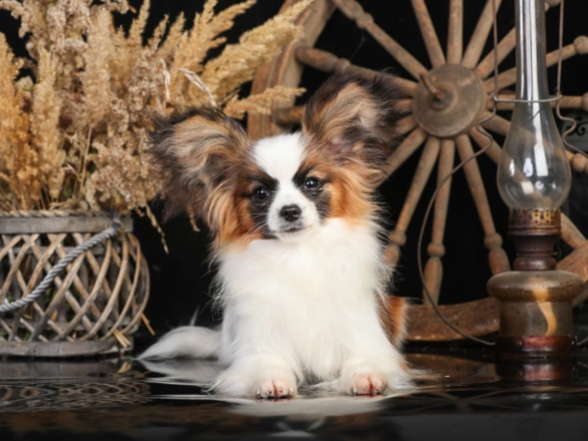 Papillon puppy for sale
