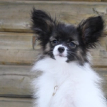 Papillon Welpe zu verkaufen