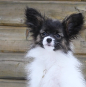 Papillon puppy for sale