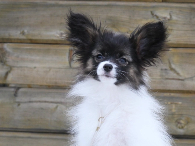 Papillon puppy for sale