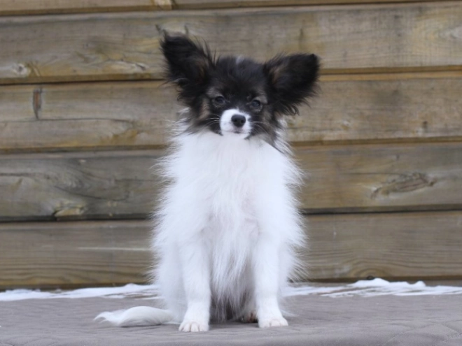 Papillon puppy for sale