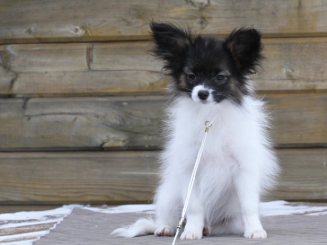 Papillon puppy for sale