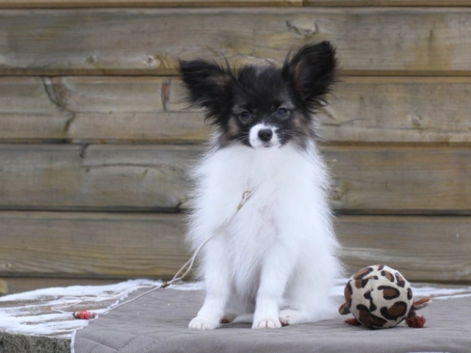Papillon puppy for sale
