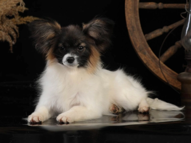 Papillon Welpe kaufen