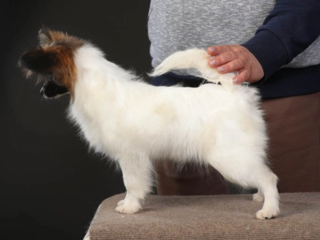 Papillon Welpe kaufen