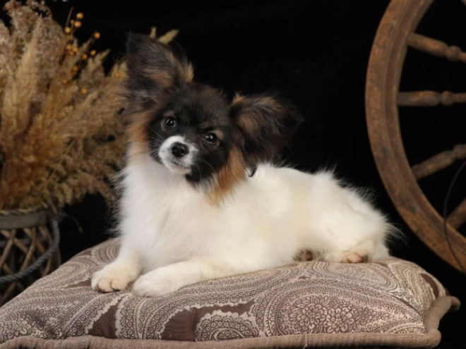 Papillon Welpe kaufen