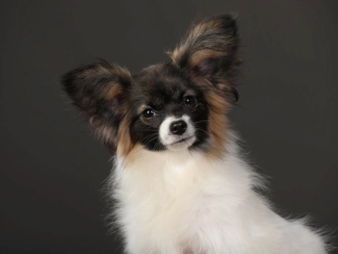 Papillon Welpe kaufen