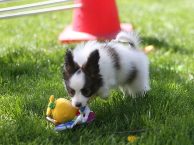 Papillon puppy for sale