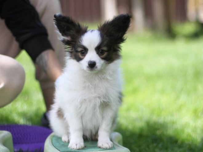Papillon puppy for sale