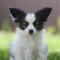 Harry, tricolor Papillon for sale