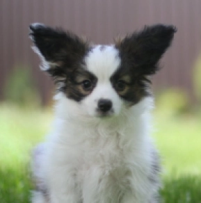Perros Papillon en venta