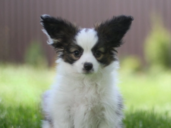 Papillon puppy for sale