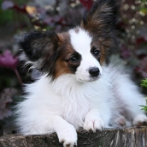 Harry, tricolor Papillon en venta