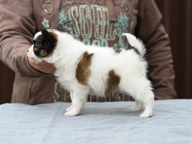 Papillon Welpe kaufen