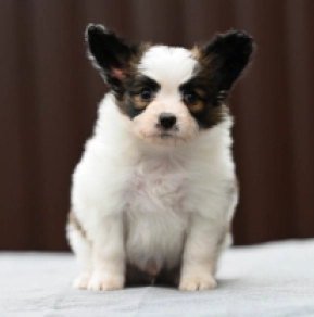 Papillon Welpe kaufen