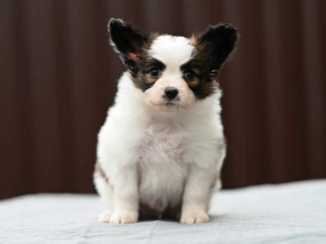 Papillon Welpe kaufen