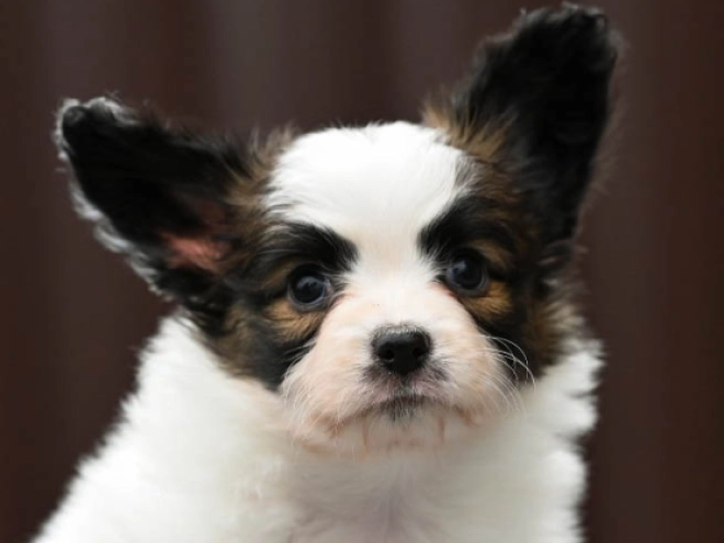 Papillon Welpe kaufen