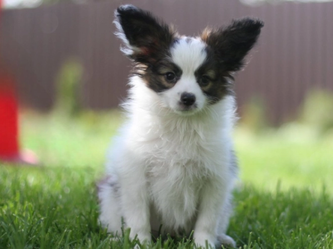Papillon puppy for sale