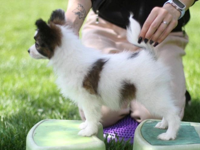 Papillon puppy for sale