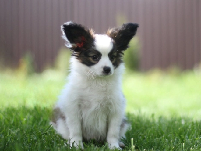 Papillon puppy for sale